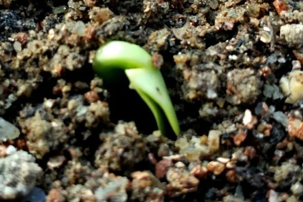 让鸡蛋花开花的方法，每天见光8-10小时可促进花芽分化