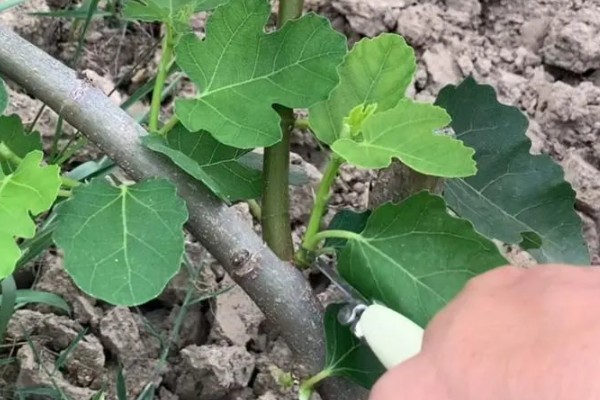 栽培无花果要修剪吗，生长季节要及时剪除根蘖