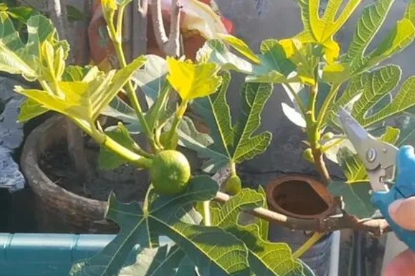 栽培无花果要修剪吗，生长季节要及时剪除根蘖