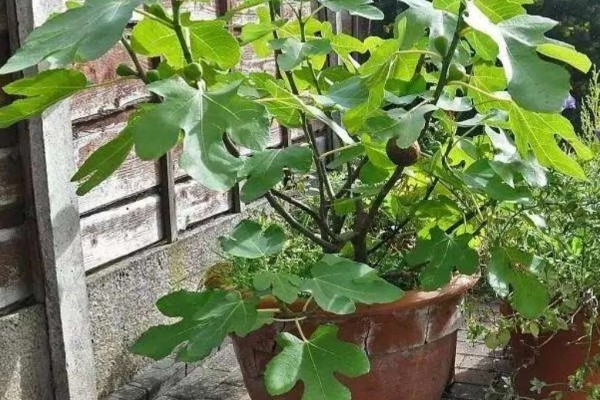 栽培无花果要修剪吗，生长季节要及时剪除根蘖