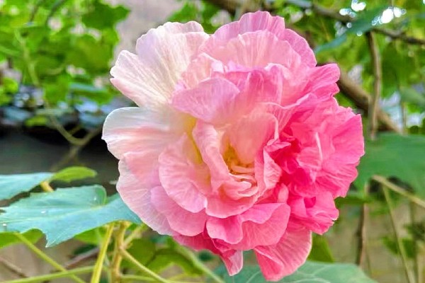 木芙蓉为什么叫拒霜花，因为其花期处于秋季落霜时