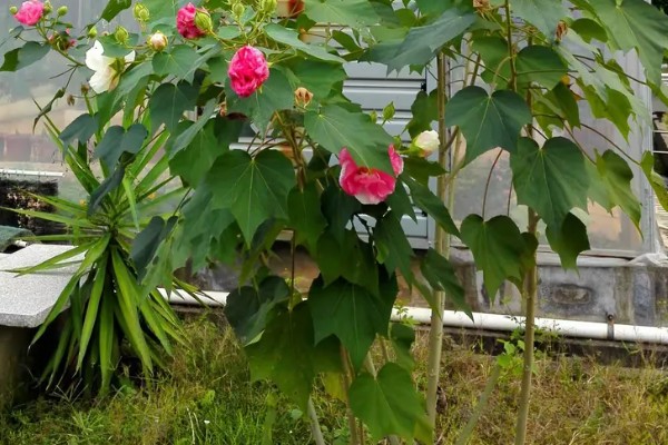 木芙蓉为什么叫拒霜花，因为其花期处于秋季落霜时