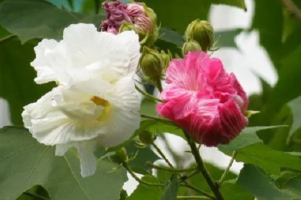 木芙蓉为什么叫拒霜花，因为其花期处于秋季落霜时