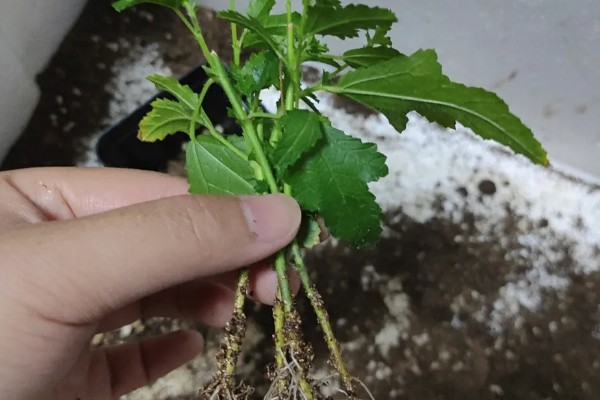 木芙蓉为什么叫拒霜花，因为其花期处于秋季落霜时