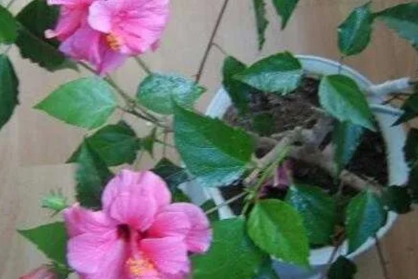 木芙蓉为什么叫拒霜花，因为其花期处于秋季落霜时