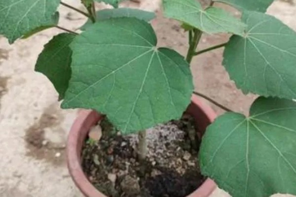 木芙蓉为什么叫拒霜花，因为其花期处于秋季落霜时