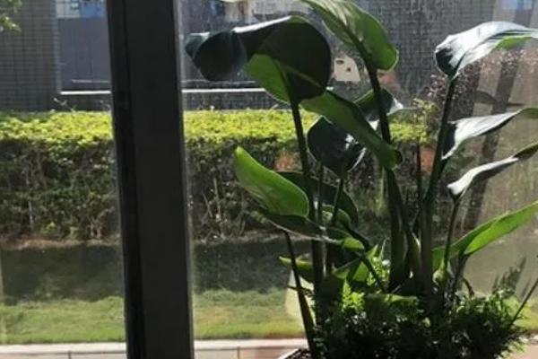 将鹤望兰养出侧芽的方法，每隔10天追施一次稀薄液肥