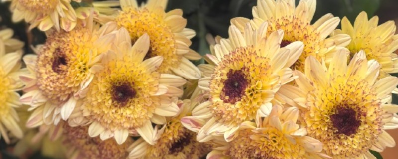 三九残花指的是哪种花，指的是菊花