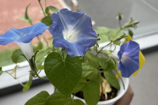 牵牛花一天有哪些颜色变化，早上花朵颜色为蓝色
