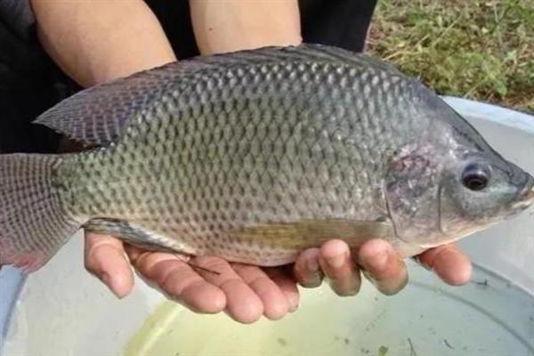 3.0号子线与几号伊势尼钩一起使用，搭配10-11号伊势尼钩比较合适