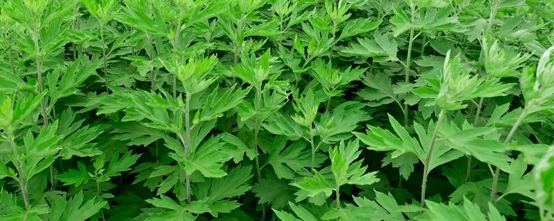 怎么种植艾草，苗高达到30厘米时追施尿素