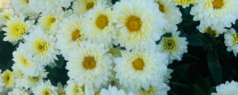 菊花有哪些种类，常见的有墨菊、天鹅舞等
