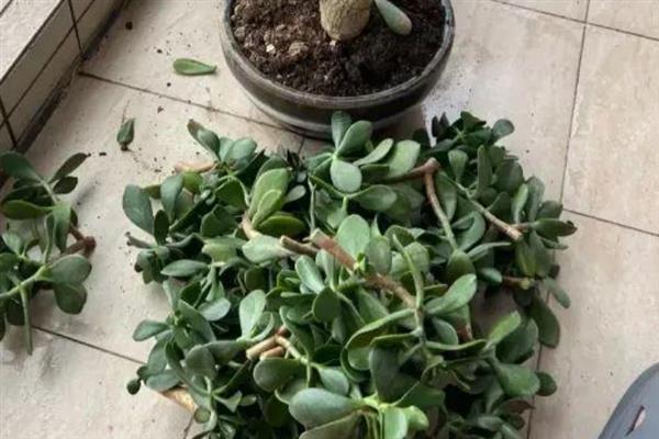 没有根的玉树可以栽活吗，取决于植株生长健康与否