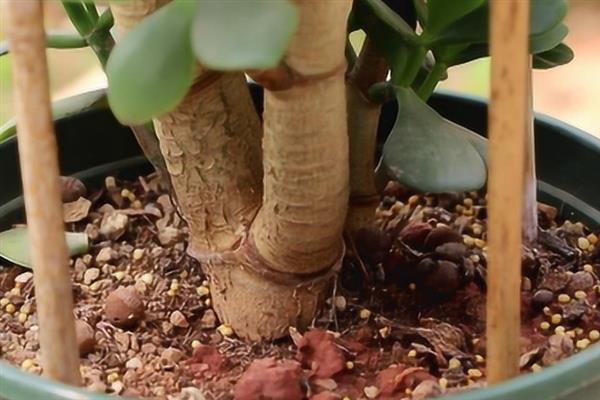 没有根的玉树可以栽活吗，取决于植株生长健康与否