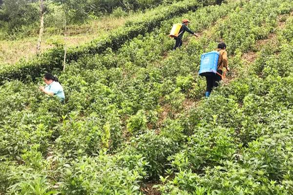白术的田间管理技术，首先做好中耕除草的工作