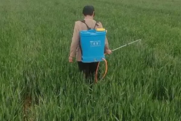小麦一喷三防要注意什么，田间没有露水时才能打药