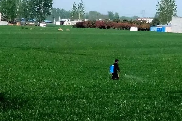 小麦一喷三防要注意什么，田间没有露水时才能打药