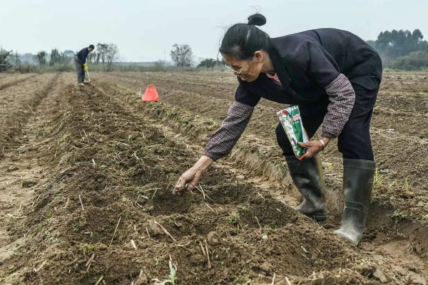 玉米怎么种植，长出5片真叶后要定苗