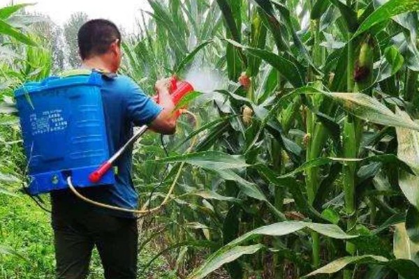 玉米怎么种植，长出5片真叶后要定苗