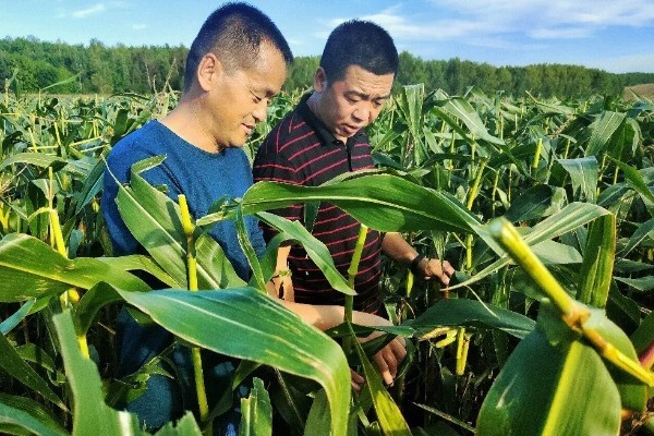 玉米怎么种植，长出5片真叶后要定苗