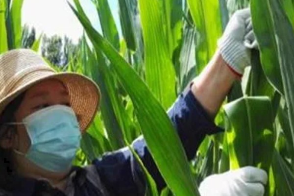 玉米怎么种植，长出5片真叶后要定苗