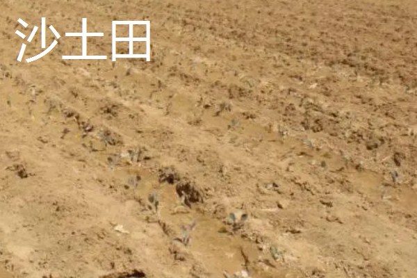 什么田地不适宜使用地膜，有纯旱田、沙土田等