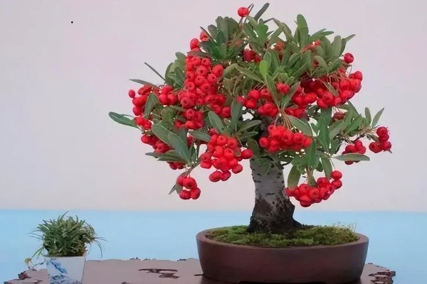 火棘不结果怎么处理，可进行疏蕾处理
