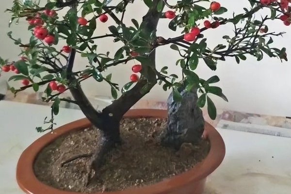 火棘不结果怎么处理，可进行疏蕾处理