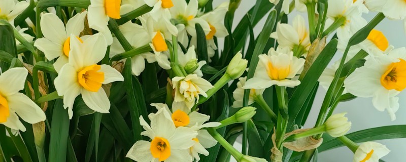 开过花的水仙花球怎样处理，要修剪掉球茎底部的根须