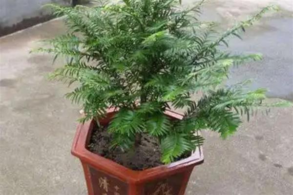 红豆杉需要公母同养吗，想结果必须要公母同养