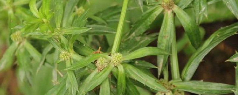 刺芹选什么品种比较好，通常栽培多选小叶品种