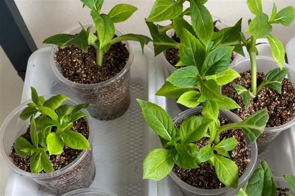 绣球花是喜水植物吗，绣球花是喜水的植物