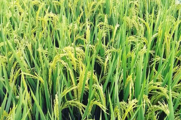 中发优香丝苗水稻品种的特性，每亩秧田播种量8-10公斤