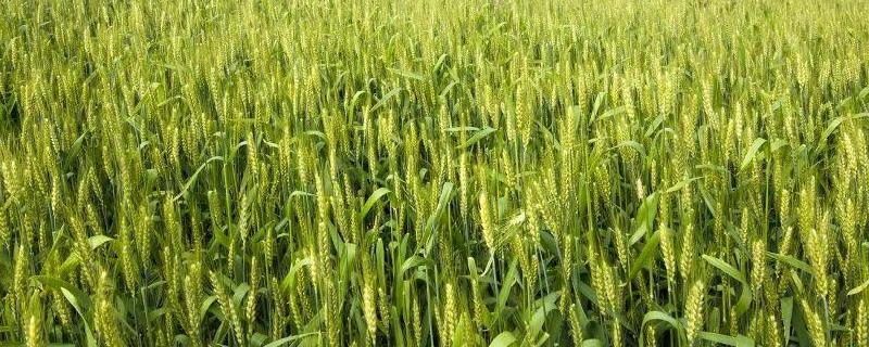 滑丰588小麦种子简介，每亩适宜基本苗16万—20万