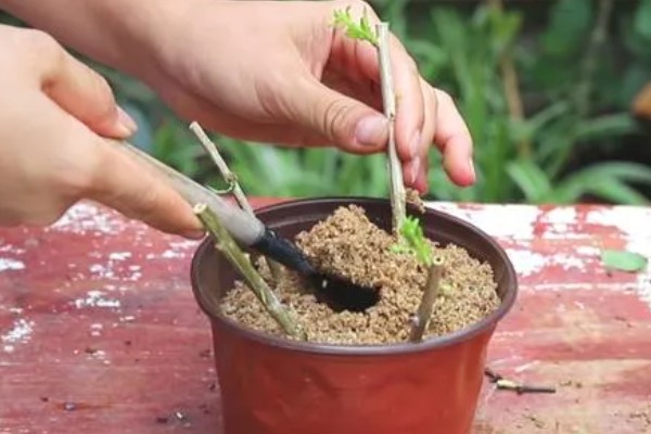 木槿花枯萎了怎么处理，要保持温暖环境