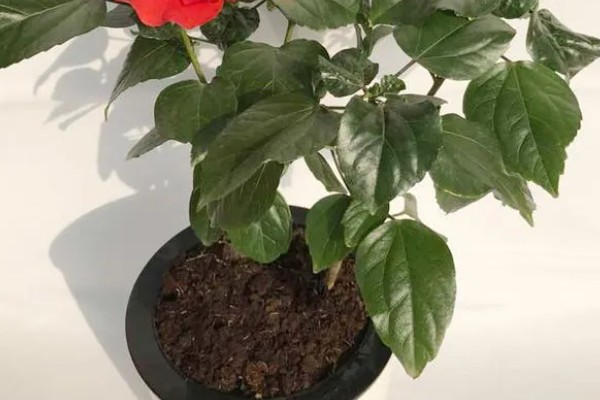 木槿花枯萎了怎么处理，要保持温暖环境