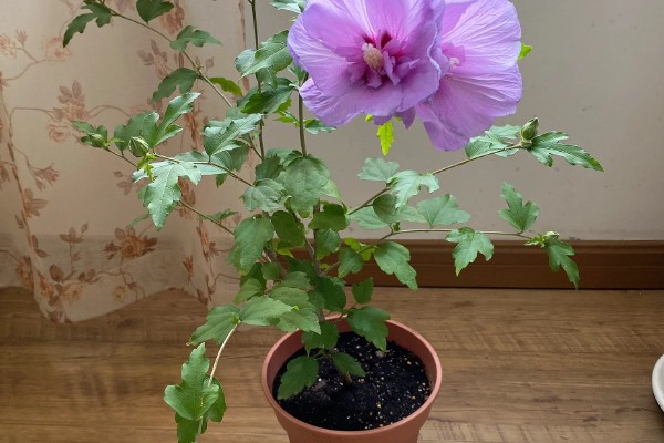木槿花枯萎了怎么处理，要保持温暖环境