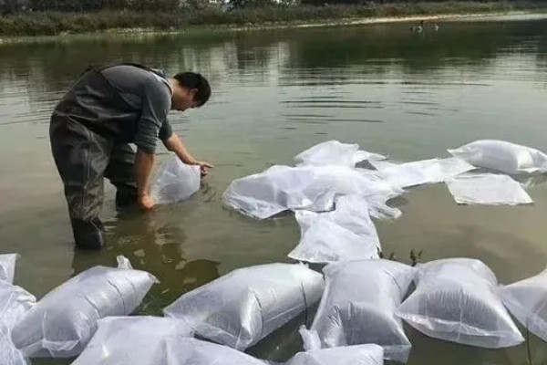鱼塘投放鱼苗的数量，一亩池塘通常不超过1000尾