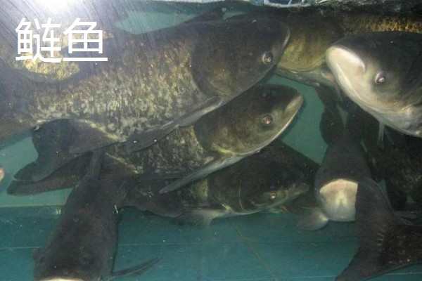 鱼塘投放鱼苗的数量，一亩池塘通常不超过1000尾
