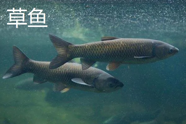 鱼塘投放鱼苗的数量，一亩池塘通常不超过1000尾