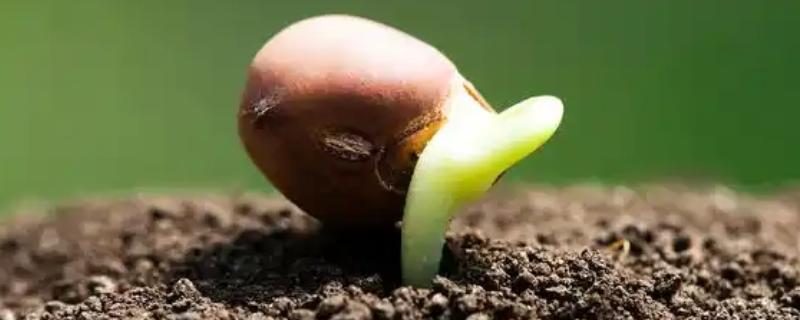 子叶发育成植物的什么部位，发育成植物的叶片