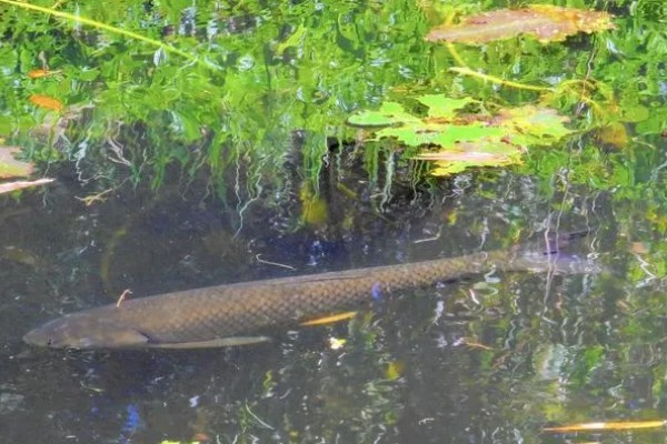 草鱼长得快不快，生长速度相对来说还是比较快的