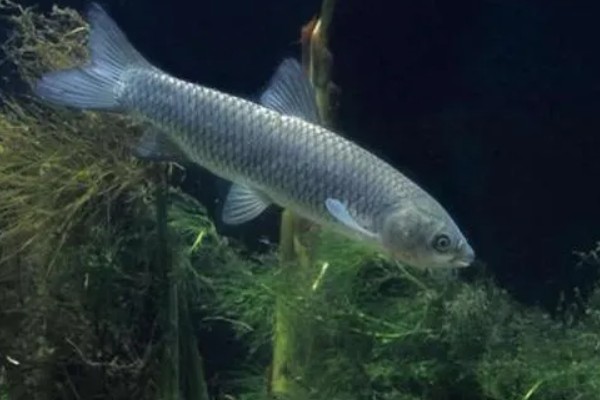 草鱼长得快不快，生长速度相对来说还是比较快的