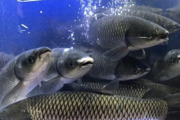 草鱼长得快不快，生长速度相对来说还是比较快的