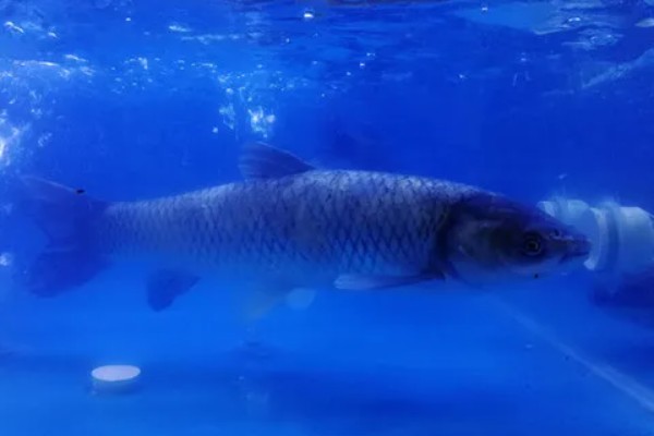 草鱼长得快不快，生长速度相对来说还是比较快的