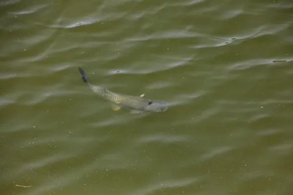 草鱼长得快不快，生长速度相对来说还是比较快的