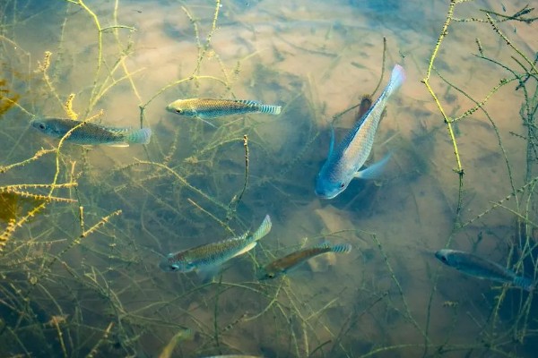 草鱼长得快不快，生长速度相对来说还是比较快的