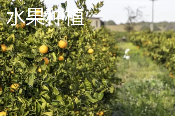 致富赚钱的方法，种植蔬菜水果、选择食品加工等项目均可获利