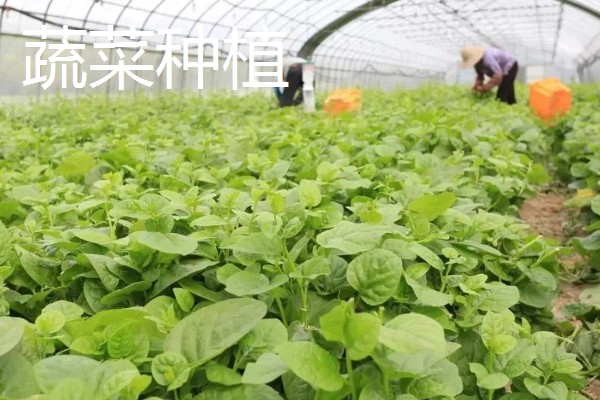 致富赚钱的方法，种植蔬菜水果、选择食品加工等项目均可获利