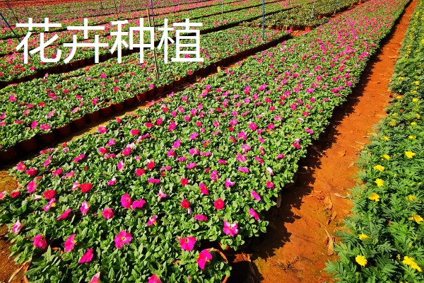致富赚钱的方法，种植蔬菜水果、选择食品加工等项目均可获利